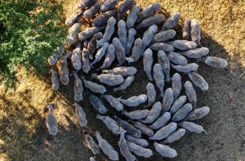 Στη βουλή η ΠΝΠ για την ευλογιά των αιγοπροβάτων