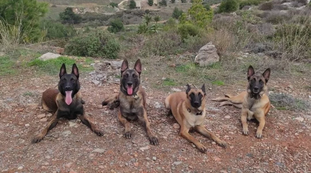 «Πρωτοφανής θεσμική εκτροπή και απόπειρα εξόντωσης της ANUBIS K9 Team από την Υπηρεσιακή Γραμματέα του Υπουργείου Δικαιοσύνης, Βίκυ Γιαβή»